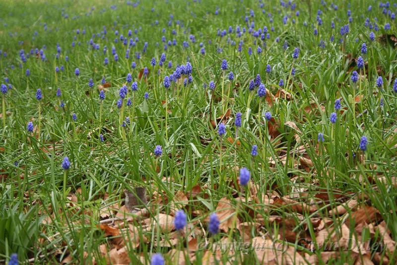 Bluebells, Cloudehill Gardens IMG_6538.JPG